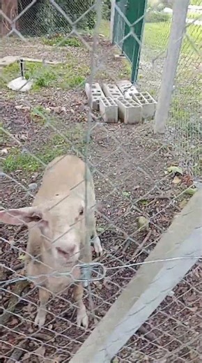 2 Animaux Totalement Différents dans une Ferme Pédagogique