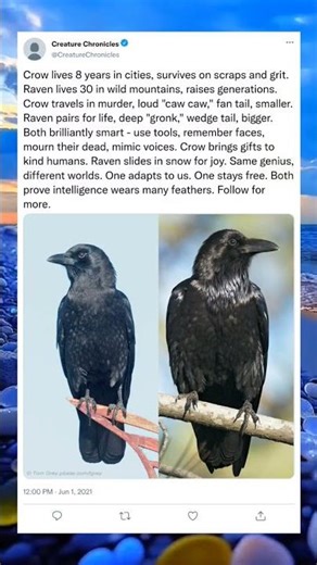 CROW vs RAVEN and beautiful #animals