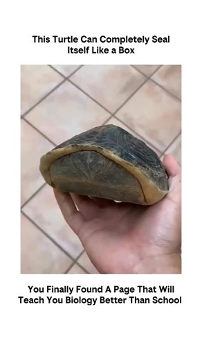 explained__biology on Instagram: "Box turtles are aptly named for their remarkable ability to close themselves up like a box. Unlike many other turtles, they have a hinged plastron—the bottom part of their shell—that allows them to completely shut their shell when threatened. By pulling in their head, legs, and tail and locking the shell tightly, they create a nearly impenetrable barrier against predators, making this one of the most effective defense mechanisms in the turtle world. For educatio