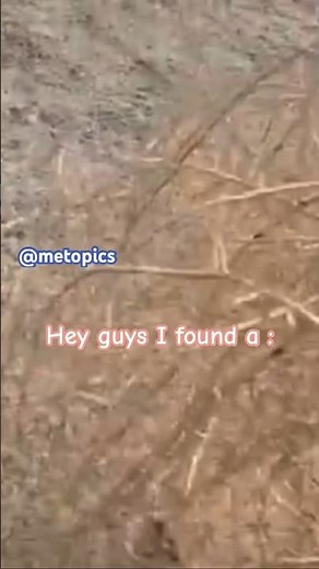 tumbleweed wild west meme
