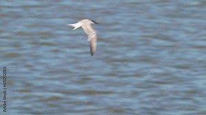 Scenic common Gull-billed flying with elegance above sea flapping wings.