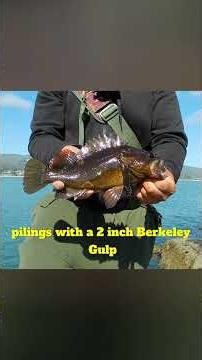 Fall Rockfish Fishing on the Half Moon Bay Jetty#saltwaterfishing#fishingtips#halfmoonbay