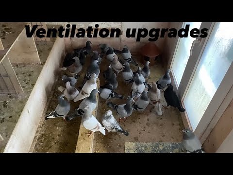 Upgrading VENTILATION On Youngbird Loft | Grizzle Breeding Project