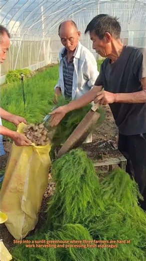 Harvesting and Processing Asparagus in a Greenhouse