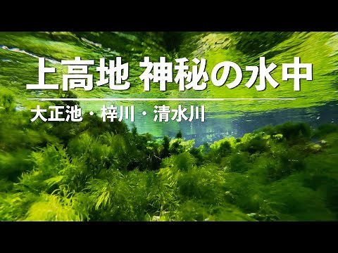 【4K】上高地 神秘の水中映像 大正池・梓川・清水川 (Shot on iPhone 12 Pro Max)