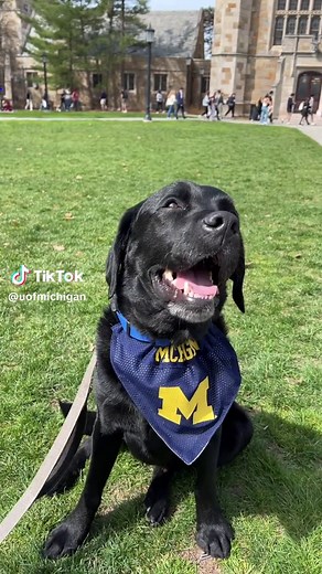 Victor the Frisbee Dog Catching Frisbees at Michigan Athletics Events