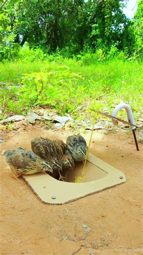 Creative Easy Bird Trap - Quail Trap # simple bird trap #video shorts
