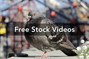 Pigeon Videos, Download The BEST Free 4k Stock Video Footage & Pigeon HD Video Clips