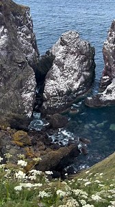 9K views · 262 reactions | St Abb's Head National Nature Reserve NTS...