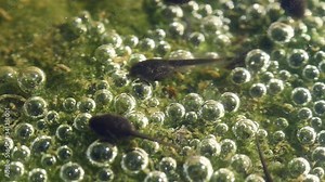 Tadpoles are swimming in shallow pond. Early stage frog tadpoles of development into amphibians are swim around a pond. Tadpoles in the pond moving in clear water. group tadpoles in river side