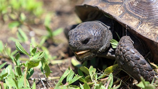A behind the scenes look at reporting a Florida gopher tortoise story