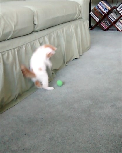 These cats love to pounce! 😻 | Animal Antics