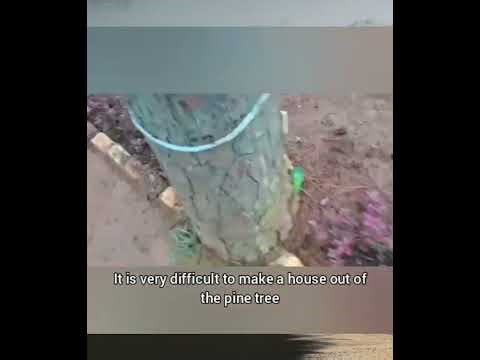 Pine forest trip/Let's learn more about different types forest/ explore with tourist guide MGB/