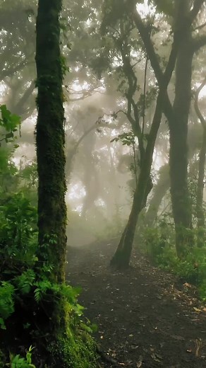 Exploring a Misty Forest of Unique Trees and Lush Plants