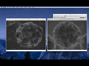 ImageJ Tutorial: How to Combine Videos Side-by-Side