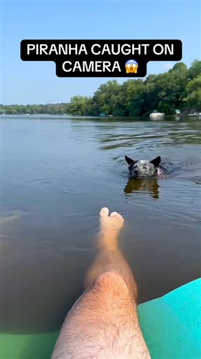 90K views · 2.3K reactions | Dogs love messing with their humans just for laughs #Teasing Dogs ♥️ #DogComedy #FunnyPets #DogOwners #DogLife | Viral 1.0 | Facebook