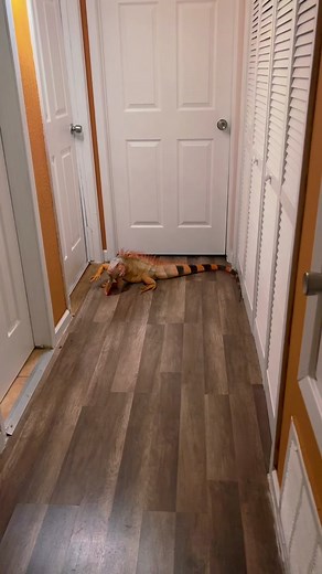 Rocket approves of the orange accent in the hallway 🍊🦖 #pet #pets #reptile #iguana