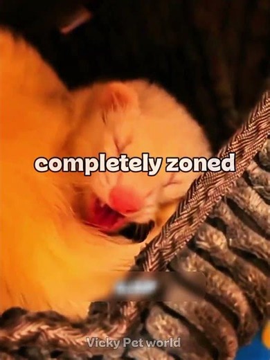 Ferret Facts You Won’t Believe! 🐾🤯