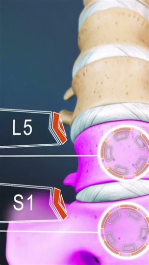 Lumbar spine anatomy explained in 24 seconds