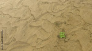 water plant leaves floats on river water surface and wet sand under clear water flowing