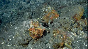 Two multi-colored frog fish sit on the bottom of a tropical sea between stones. Warty Frogfish (Antennarius maculatus) 11 cm. ID: skin is covered with wart-like protuberances.