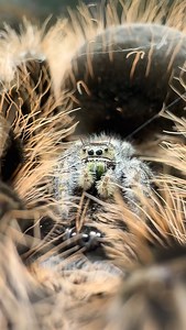 What’s the size difference between Norman and Curly sue? It’s significantly different, with Norman not even being as big as Sue’s head area. (DO NOT RECREATE) #jumpingspider #tarantula #bug #insects #spiders | Slug OnaSlope