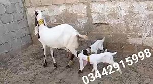 Ma Sha Allah Gulabi Abluk With 2 Kids 🤲 Location Karachi Orangi Town 🤲 | Haqqi Goat Farm