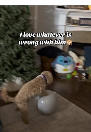 He popped his other ball (from last night’s tik tok). So, I promptly went to Walmart to get another because he was so sad about it 😂. They were out of kick balls….so I got this because it was comically larger than the other one and it didn’t disappoint 😭💀 #cavapoo #goofyboy #intelligent #ball @Alex Cowling