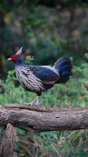 Rare Kalij Pheasant Spotted in the Wild | Himalayan Bird Photography