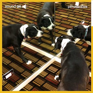 281K views · 1.8K reactions | My Canine-Sense is tingling!  | Try Not to Laugh | Facebook