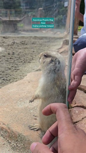 American prairie dog #shots