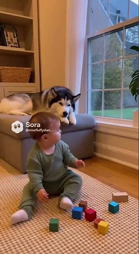 Husky Goes Full Guard Dog Mode While Baby Plays with Blocks!