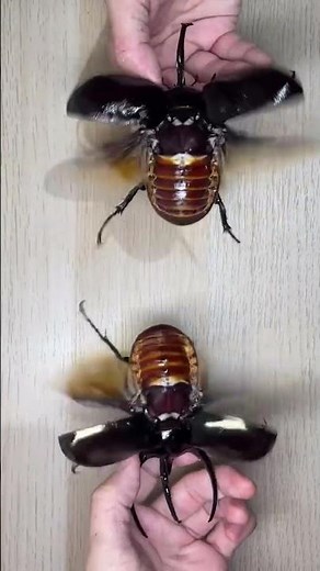 Double Wing Launch! Giant Beetle Tries to Fly! 🪲🔥 #nature #beetle #wildlife #bugs