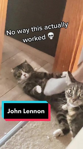 Willow Cat Family on TikTok