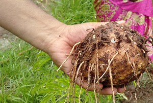 Elephant Foot Yam Benefits - Nutrition & Cultivation Guide