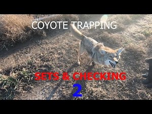 COYOTE TRAPPING- Sets and Checking #2