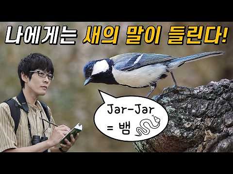 The Scientist Who Proved Birds Have 'Language' and 'Grammar' After 20 Years of Observation!
