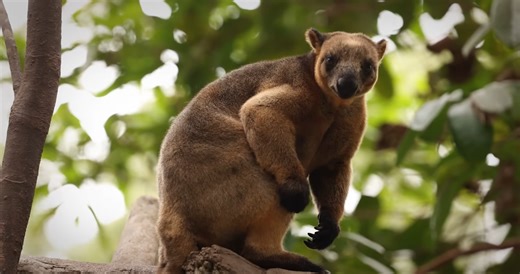 It's a kangaroo - then it climbed like a monkey in the rainforest canopy