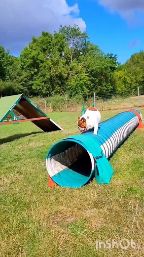 134K views · 5.8K reactions | This was Lord Farquaad first attempt at agility ‍♂️ Doing things his way! | Pumpkin & Lord Farquaad and memories of the Daddy Prince | Facebook