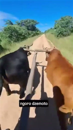 the speed of the cows though #automobile ##funny