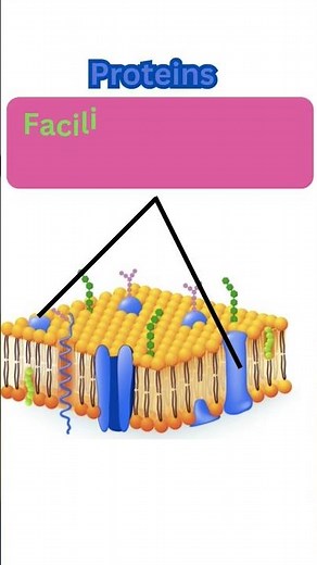 Cell membrane structure and function #cellmembrane #cellbiology #cellorganelles #cellstructure