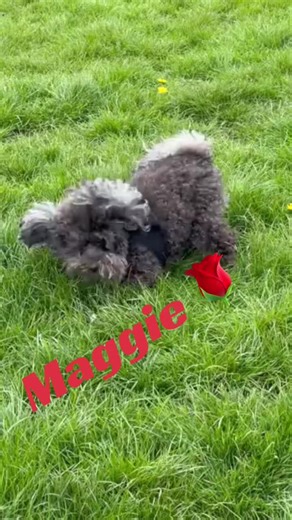 Candy Magic Wandy (@ks03221964)’s videos with suara asli - Mambo MC - Mambo MC2