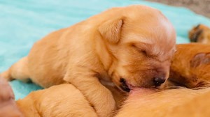 35K views · 3.1K reactions | Puppies Get Wasted On Milk!! | Life With Labradors | Facebook