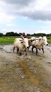 Levelling by Laddering: Hi Friends, This short video is based on puddling followed by levelling by laddering. First the field is puddled well. In our village areas, it is less, but we can see that fields are ploughed by country plough. Here two buffaloes were pulling the ladder on which a farmer stood on which is risky too. This ladder is generally used to level the puddled land for sowing or transplanting purposes. #levelling #shorts #asragrivlog #laddering #agritech #agritechnology #agricultur