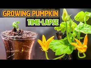Growing pumpkin plant from seed to flowers (50-day time lapse)
