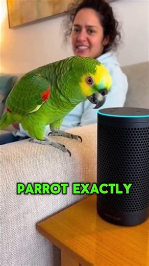 Parrot Outsmarts Alexa in Seconds #parrot #humor #shorts