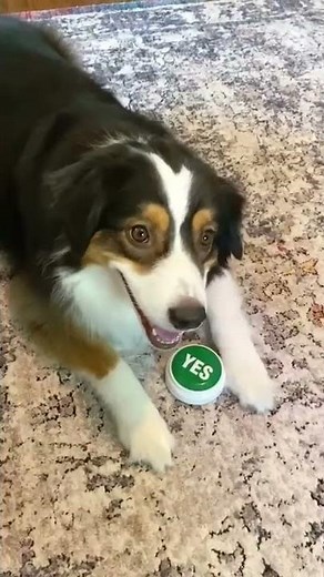 Hilarious Dog Uses Button to Ask for Treats! #Shorts