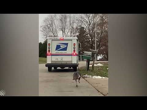 Hilarious angry turkey chases down Wisconsin mail man