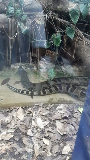 Anaconda do passeio da Sara no Instituto Butantã.