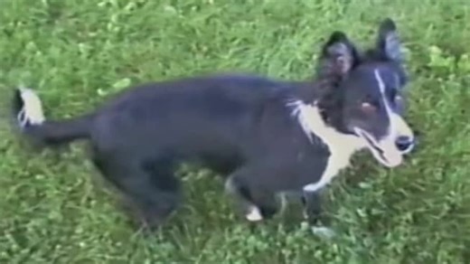 The Planet's Funniest Animals S01:E20 - Episode 20